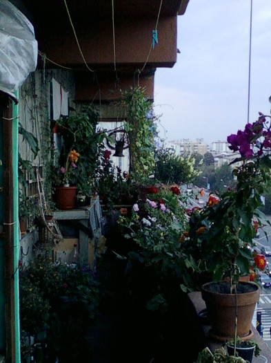 28 sept 2012-flori 115