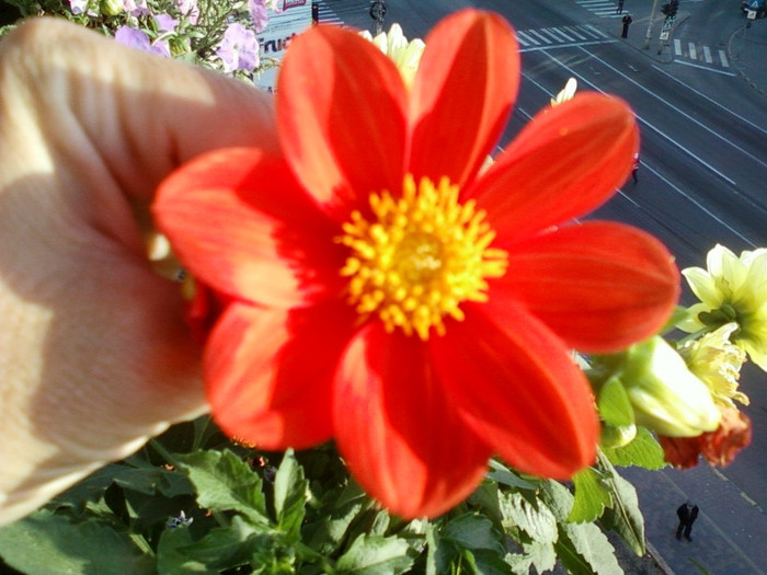 28 sept 2012-flori 001