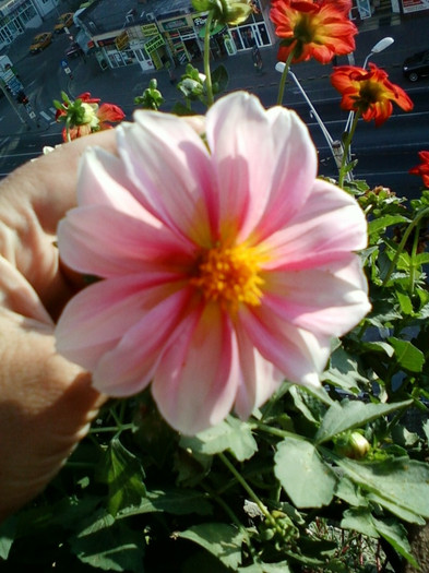 28 sept 2012-flori 036