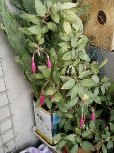 28 sept 2012-flori 054