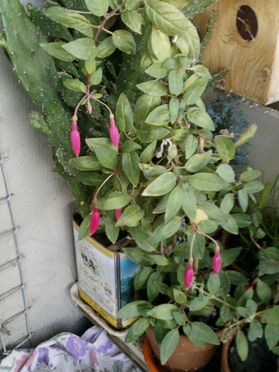 28 sept 2012-flori 057
