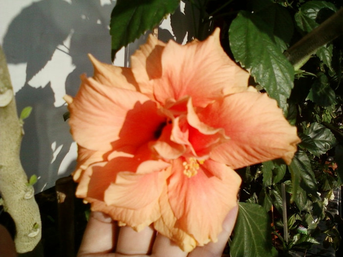 28 sept 2012-flori 007 - hibiscus -1