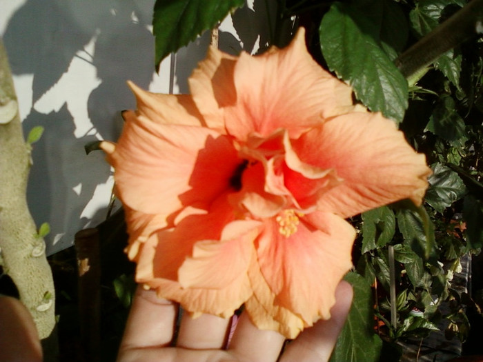 hibi port batut - hibiscus -1