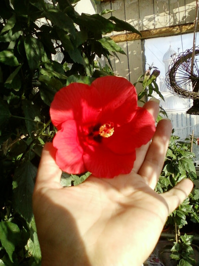 28 sept 2012-flori 018 - hibiscus -1