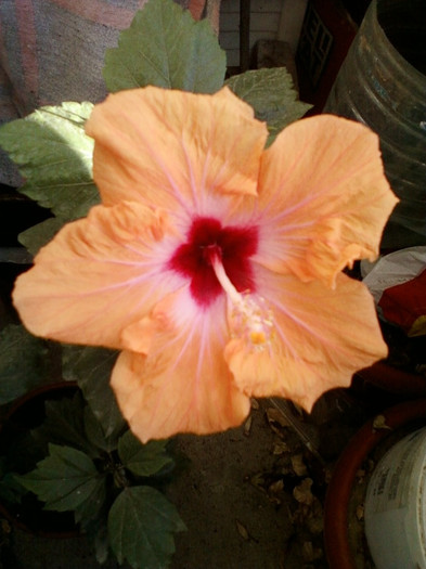 28 sept 2012-flori 022 - hibiscus -1