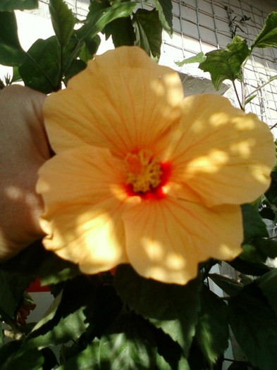 hibi port cu ochi rosu - hibiscus -1
