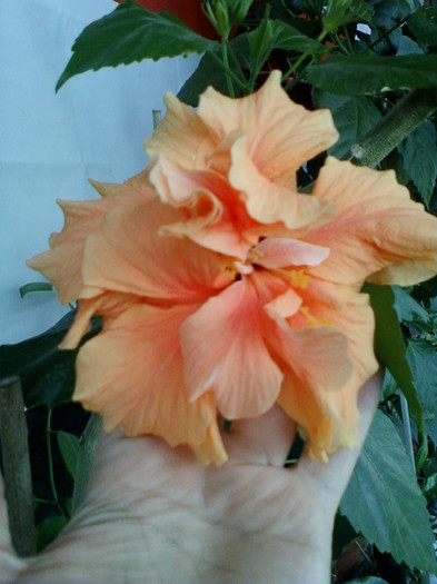 hibi port batut - hibiscus -1