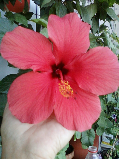 hibi rosu simplu - hibiscus -1
