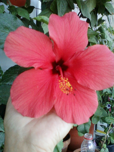 28 sept 2012-flori 045 - hibiscus -1