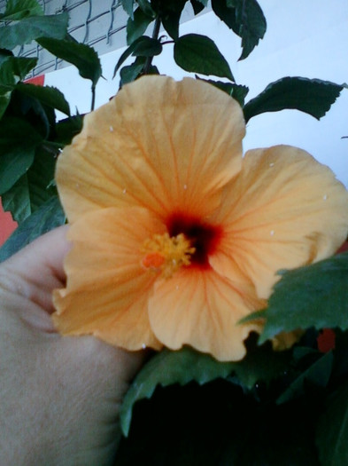 hibi port cu ochi rosu - hibiscus -1