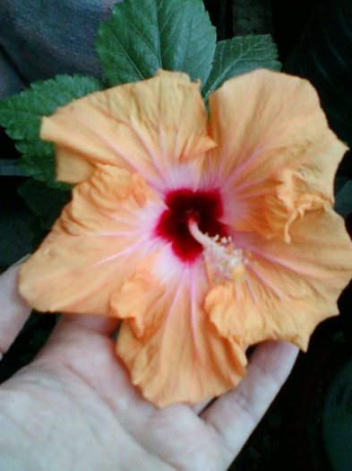 hibi holliday yellow - hibiscus -1