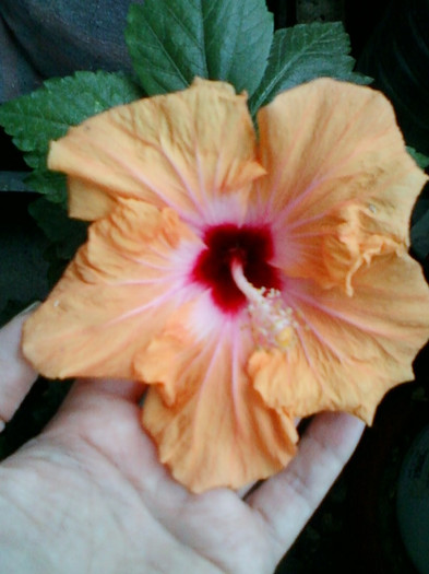 28 sept 2012-flori 053 - hibiscus -1