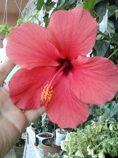 28 sept 2012-flori 061 - hibiscus -1