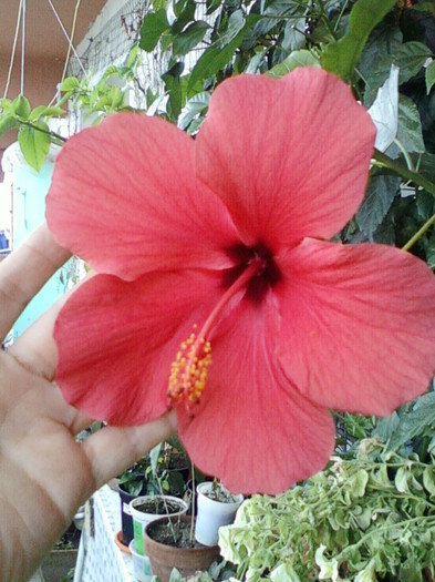 28 sept 2012-flori 065 - hibiscus -1