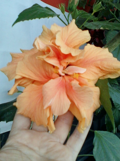 hibi port batut - hibiscus -1