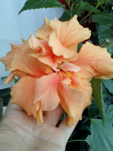 28 sept 2012-flori 069 - hibiscus -1