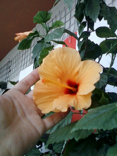 28 sept 2012-flori 068 - hibiscus -1