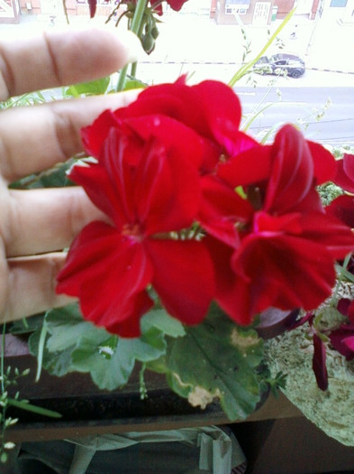 muscata cu flori mari... - muscate