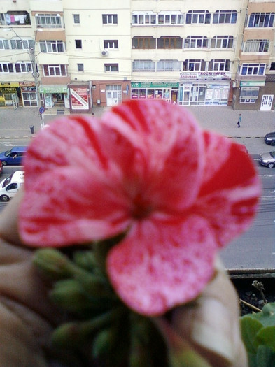 28 sept 2012-flori 080 - muscate