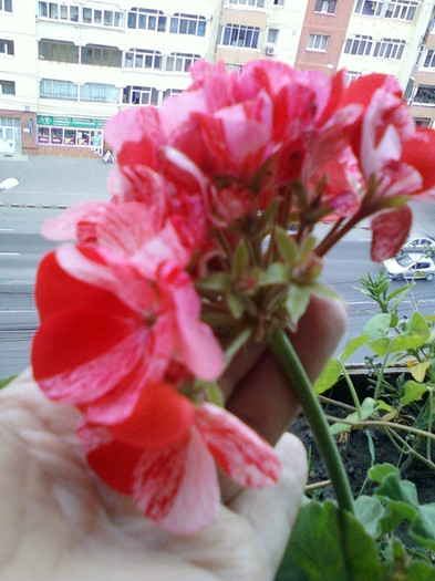 muscata pestrita - muscate