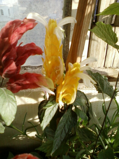 28 sept 2012-flori 020