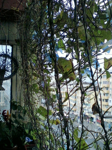 28 sept 2012-flori 073 - zorele