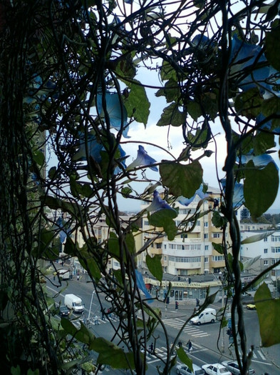 28 sept 2012-flori 075