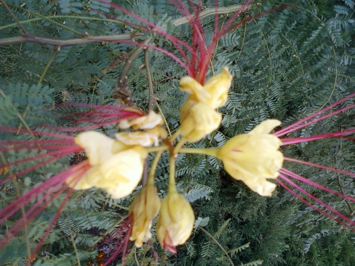 caesalpinia gilliesii-pasarea paradisului - nu stiu cum se numeste