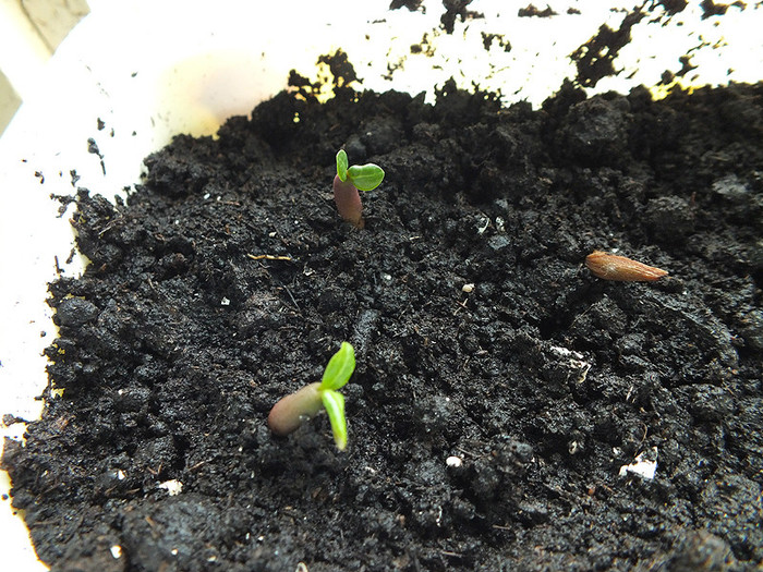 5f - 29 sept - Adenium obesum - germinare din seminte