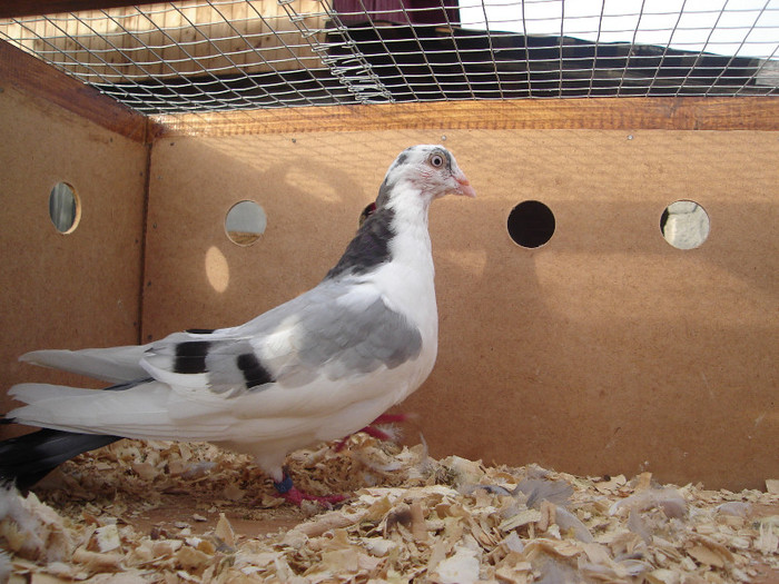 DSC00768 - pui 2012