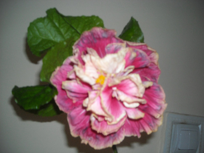 Hibiscus Stating Ovation