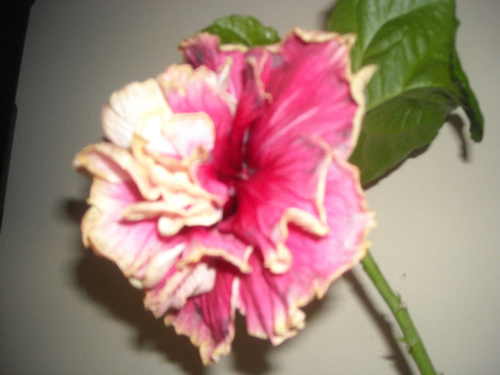 Hibiscus Stating Ovation