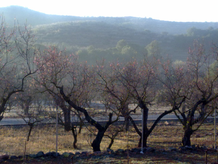 migdali in iarna - A3 flori si pomi