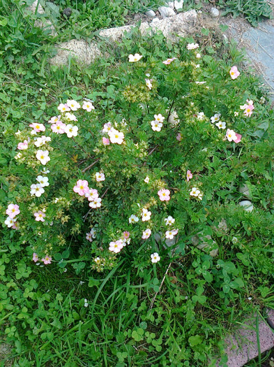 potentilla lovely-pink