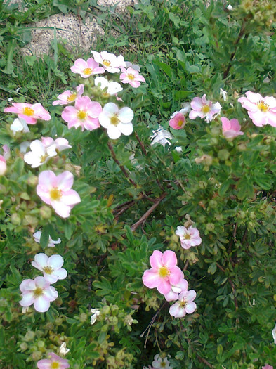 potentilla lovely-pink