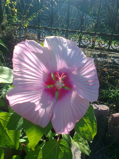 hibiscus moscheutos