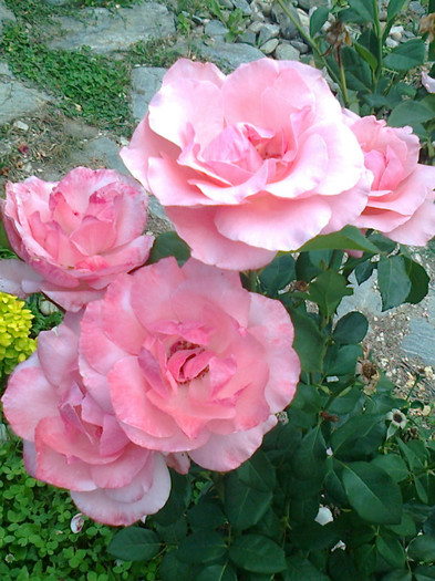 Fotografie0027 - trandafiri