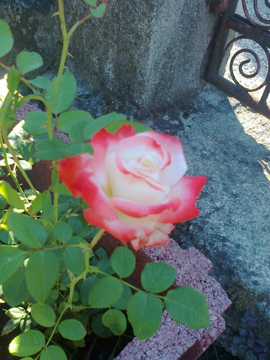 Fotografie0058 - trandafiri