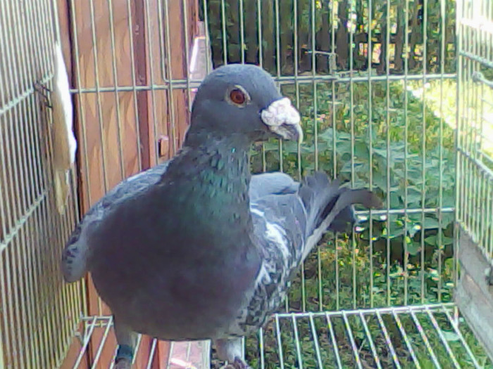 M-2008 - porumbeii prin crescatorie 29 09 2012