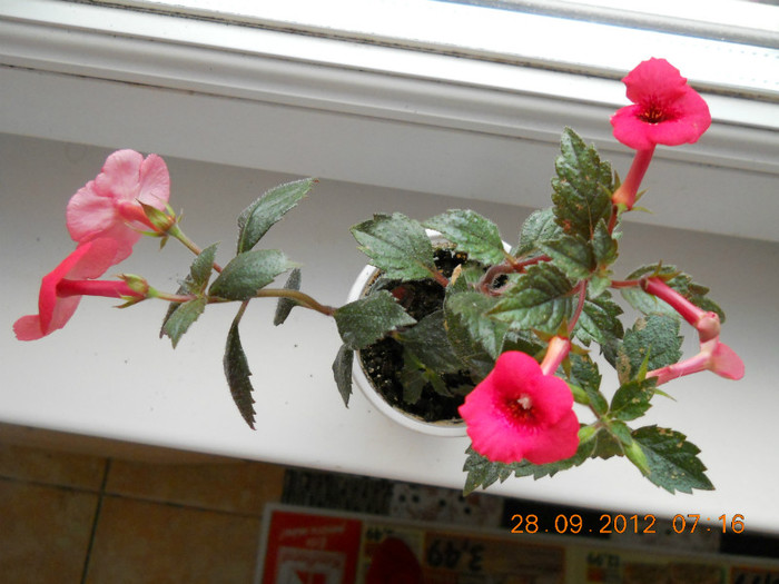 22.09.2012 021 - ACHIMENES- KOHLERIA SI EUCODONIA