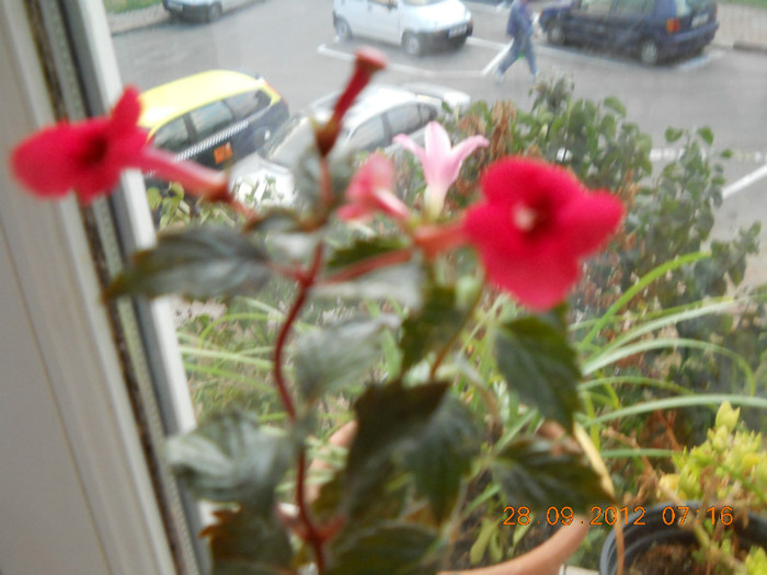 22.09.2012 022 - ACHIMENES- KOHLERIA SI EUCODONIA
