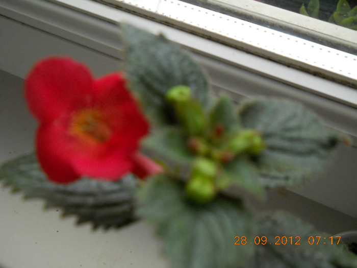 de la nina - ACHIMENES- KOHLERIA SI EUCODONIA