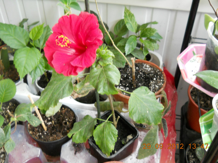 achi - ACHIMENES- KOHLERIA SI EUCODONIA