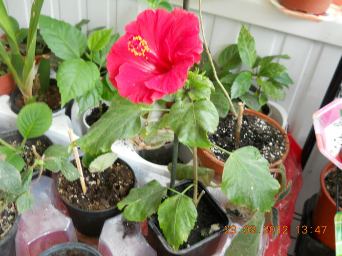 nu-i asa? - ACHIMENES- KOHLERIA SI EUCODONIA