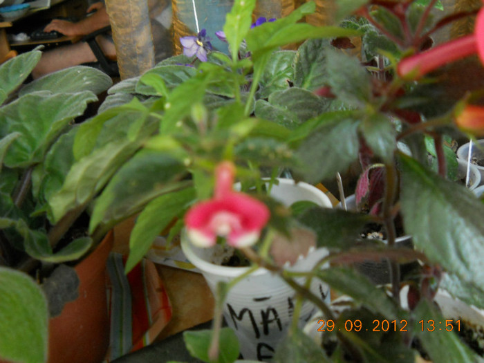 de la duduta - ACHIMENES- KOHLERIA SI EUCODONIA