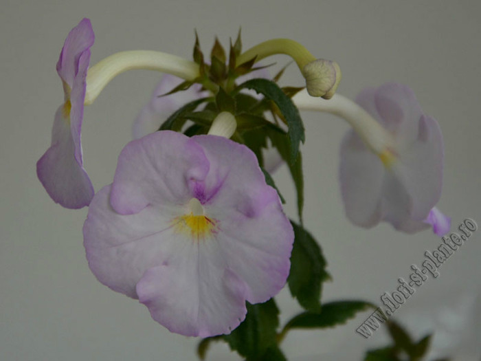 Achimenes Blueberry Ripple; 2012
