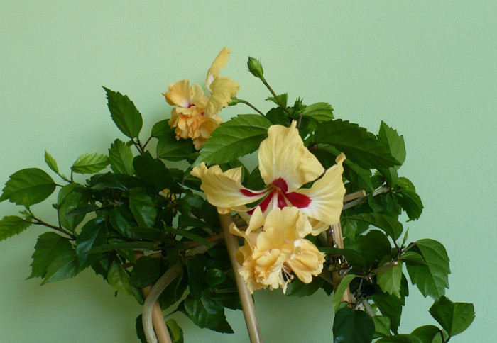 P1400565 - hibiscusi 2012