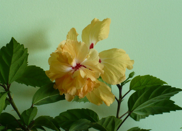 P1400569 - hibiscusi 2012