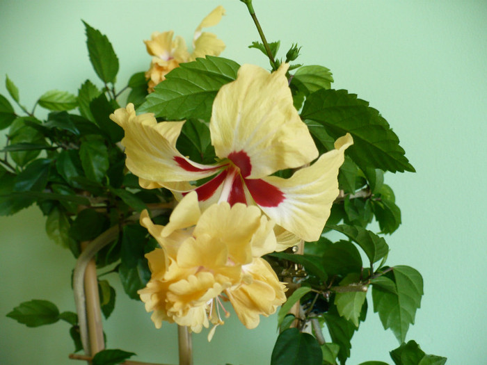 P1400572 - hibiscusi 2012