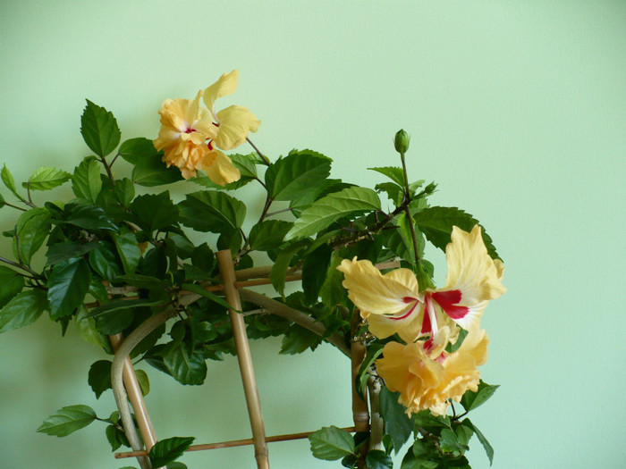 P1400579 - hibiscusi 2012